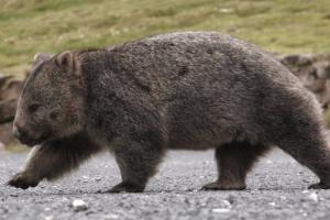 Wombat: Ausztrália állata