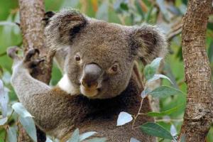 Koala: Egy erszényes állat Ausztráliából (fotó az állatról)