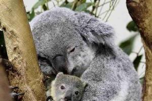 Micsoda koala.  Mindent a koalákról.  Koala: leírás, szerkezet, jellemzők.  Hogy néz ki egy koala?