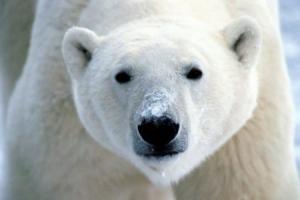 50 érdekesség a jegesmedvékről 10 tény a jegesmedvékről